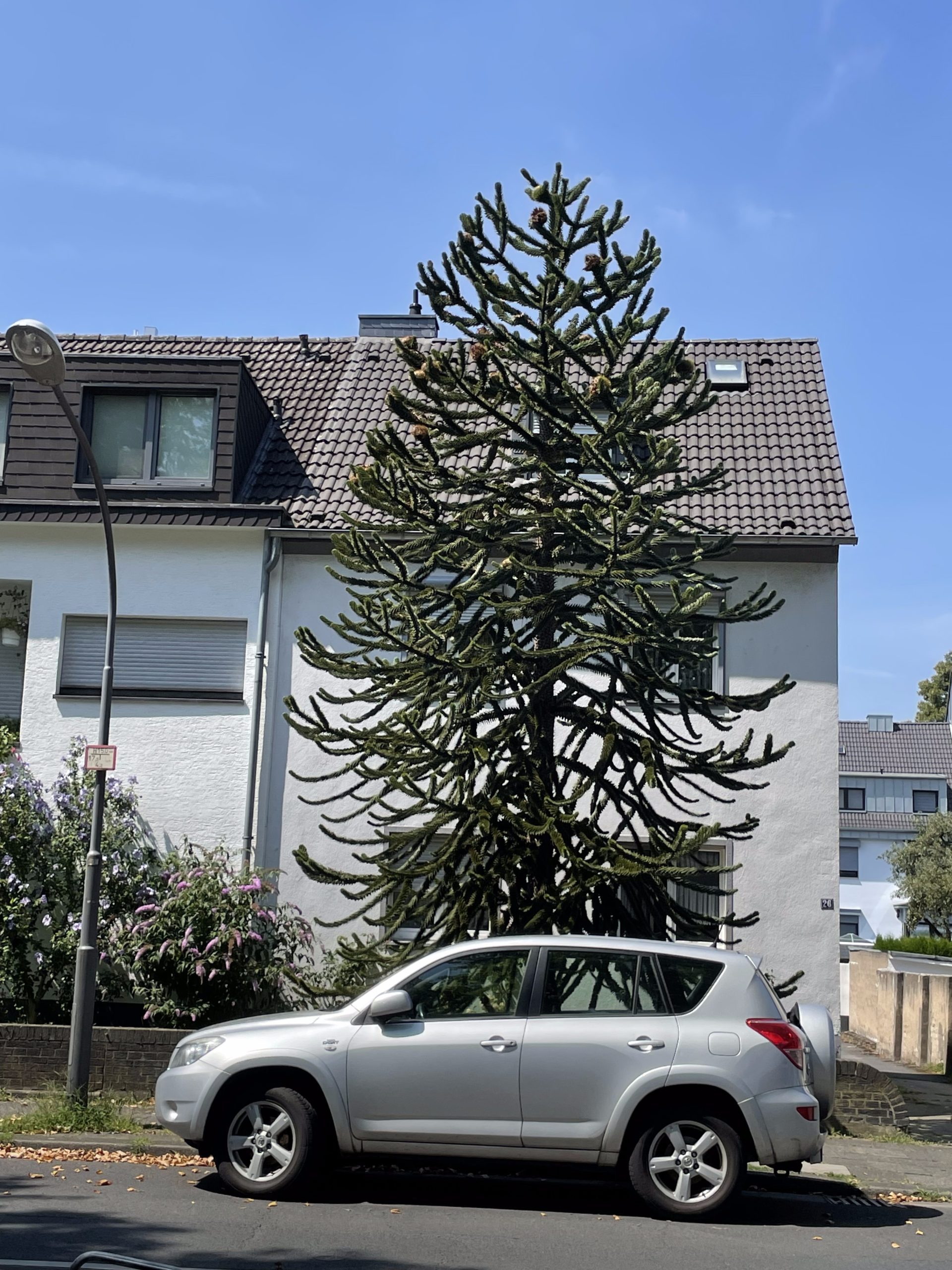 A funny looking tree