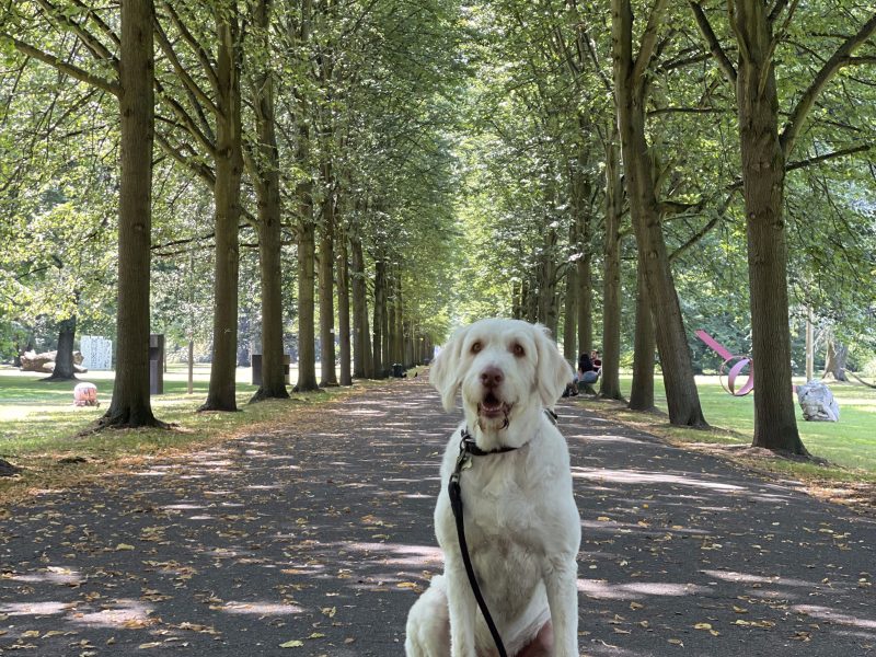 A handsome dog portrait