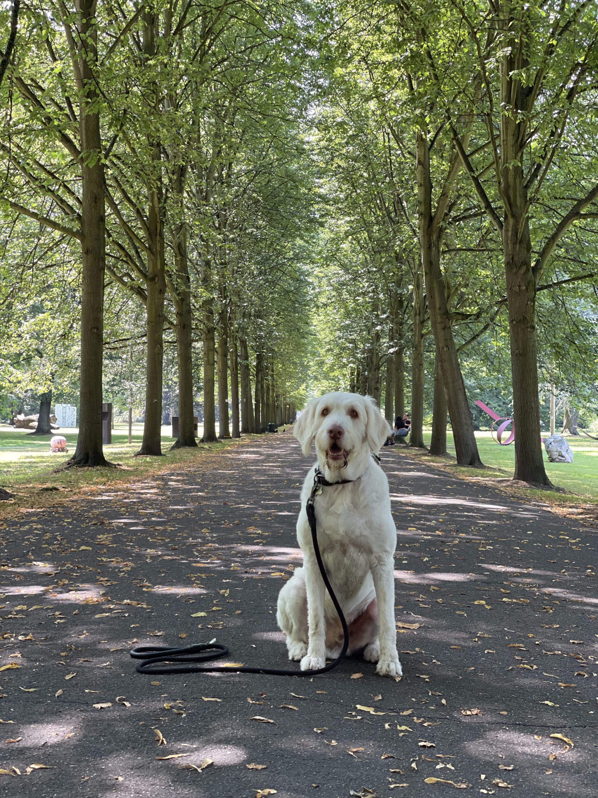 A handsome dog portrait